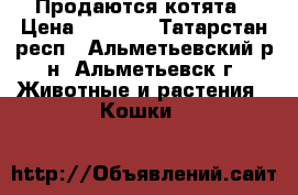 Продаются котята › Цена ­ 4 000 - Татарстан респ., Альметьевский р-н, Альметьевск г. Животные и растения » Кошки   